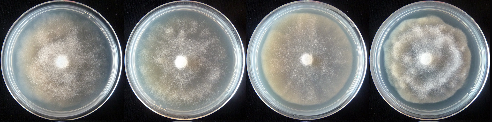  colony morphology after 5 d growth at 20ordm;C on carrot agar, V8 agar, malt extract agar, and potato-dextrose agar (from left to right) 
